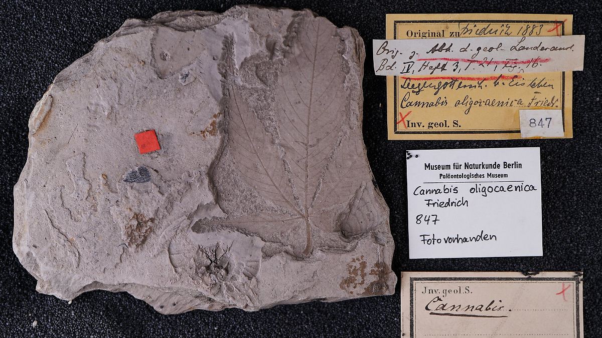 Bis zu 56 Millionen Jahre: Bisher ältestes Cannabis in Sachsen-Anhalt entdeckt