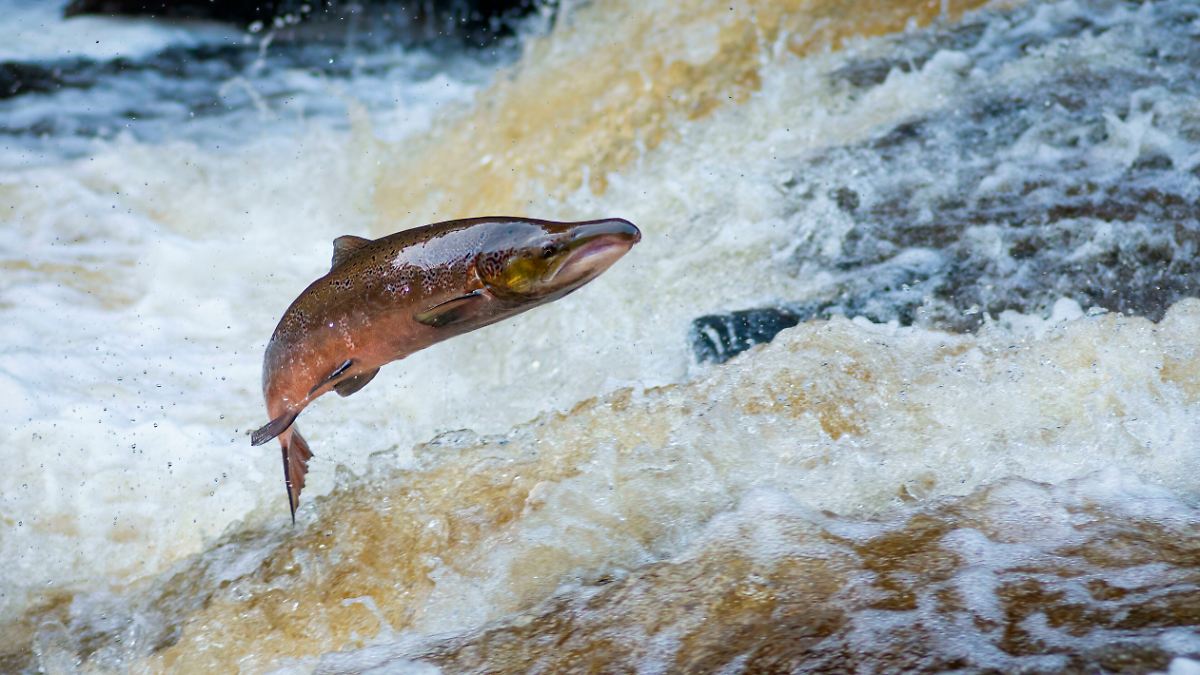 Drogen in Flüssen und Seen: Fische auf Kokain schwimmen deutlich weiter
