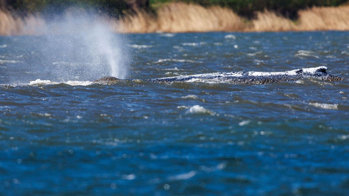 Behörden passen Sperrzone für Buckelwal vor Poel an