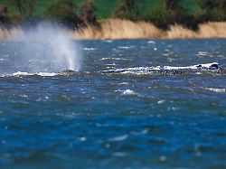 Mecklenburg-Vorpommern: Behörden passen Sperrzone für Buckelwal vor Poel an