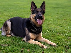 Sachsen-Anhalt: Hund greift Herrchen an – Polizei muss Tier erschießen