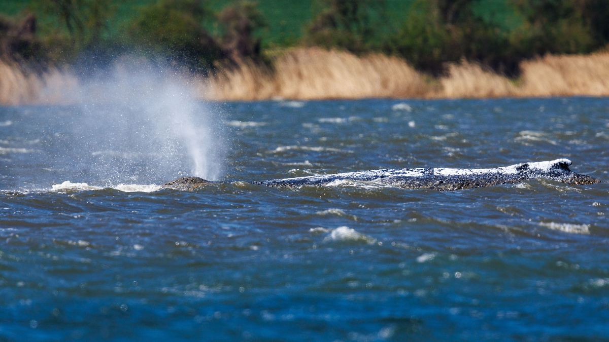 "Überleben unmöglich": Walretter: Wir sollten den Wal in Ruhe lassen