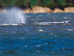 "Überleben unmöglich": Walretter: Wir sollten den Wal in Ruhe lassen