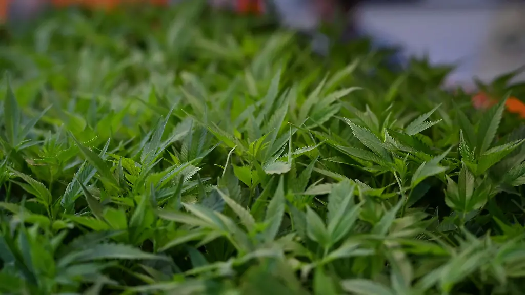 In-Nordhessen-gehen-der-Polizei-zwei-mutmassliche-Betreiber-einer-grossen-Indoor-Cannabisplantage-ins-Netz