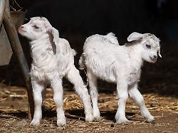 Baden-Württemberg: "Määäh" – Junge Kaschmir-Zicklein bringen Trubel in Wilhelma