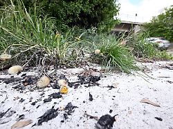 Baden-Württemberg: Mann in Flammen stirbt - So gehen die Ermittler nun vor