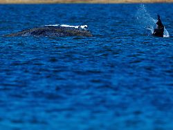 Sucht der gestrandete Wal Ruhe?: Viele Tiere sterben in der Wildnis über Wochen