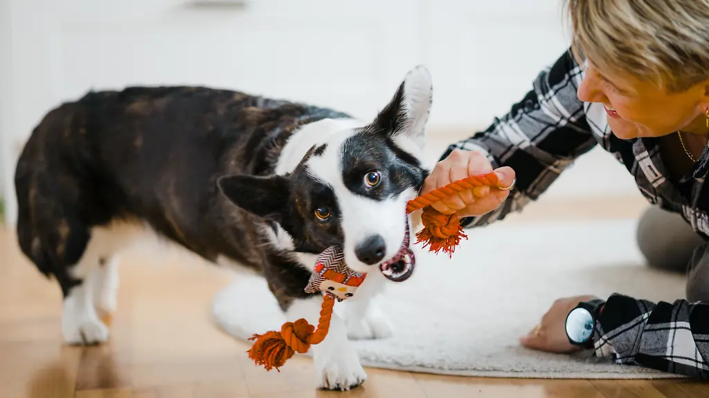 ACHTUNG-SPERRFRIST-22-APRIL-01-05-UHR-ACHTUNG-DIESER-BEITRAG-DARF-NICHT-VOR-DER-SPERRFRIST-ACHTUNG-DIESER-BEITRAG-DARF-NICHT-VOR-DER-SPERRFRIST-22-April-01-05-UHR-VEROeFFENTLICHT-WERDEN-EIN-BRUCH-DES-EMBARGOS-KOeNNTE-DIE-BERICHTERSTATTUNG-UeBER-STUDIEN-EMPFINDLICH-EINSCHRAeNKEN-Caption-Lina-Roth-Senior-Associate-Professor-at-Linkoeping-University-playing-with-her-dog-Hedda-Credit-Anna-Nilsen-Usage-Restrictions-The-contents-may-be-downloaded-used-and-shared-in-media-channels-by-for-example-journalists-bloggers-writers-pundits-etc-for-purposes-of-communication-description-and-commenting-on-your-press-release-post-or-information-on-the-condition-that-the-contents-are-used-unchanged-and-in-their-entirety-The-creator-must-be-specified-to-the-extent-and-in-the-manner-required-by-good-publishing-practice-which-means-among-other-things-that-the-photographer-of-any-photographs-must-nearly-always-be-specified-License-Original-content-Quelle-https-www-eurekalert