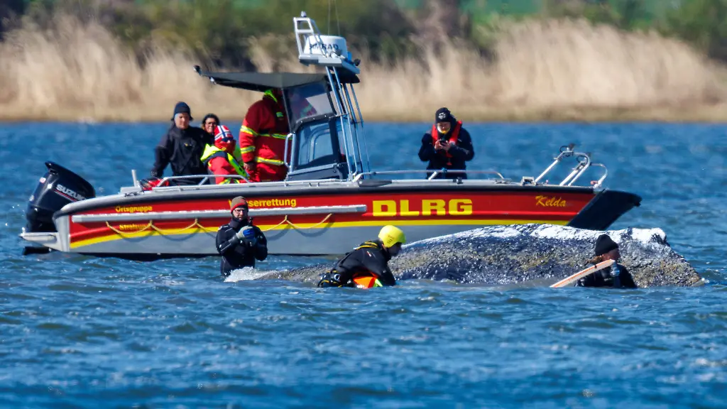 Helfer-sind-direkt-am-Buckelwal-vor-der-Insel-Poel-im-Einsatz-und-bespritzen-das-Tier-mit-Wasser-Der-Wal-liegt-an-der-gleichen-Stelle-wie-am-Vorabend-Eine-privaten-Initiative-versucht-seit-Tagen-den-Wal-zu-retten