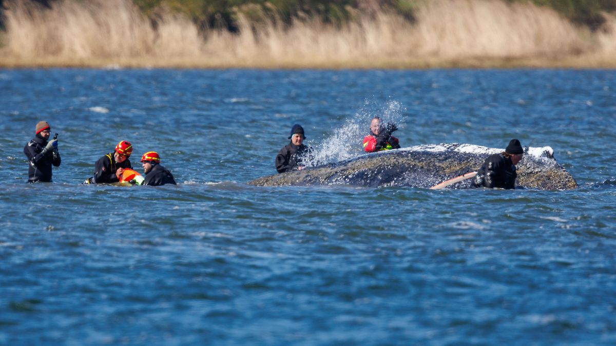 Streit innerhalb der Initiative: Wal hat neue Mulde, einen Sender, wohl ein paar Makrelen - und ist kurzatmig