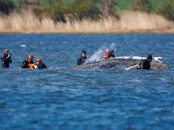 Streit innerhalb der Initiative: Wal hat neue Mulde, einen Sender, wohl ein paar Makrelen - und ist kurzatmig