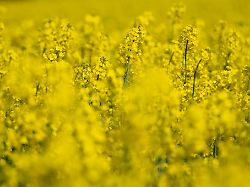 Hessen: Gelb blühende Ölpflanze - Bauernverband informiert über Raps