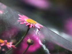 Baden-Württemberg: Eisheilige verlieren an Bedeutung - droht dennoch Spätfrost?