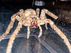 Hamburg & Schleswig-Holstein: Sie kann beißen - Nosferatu-Spinne krabbelt auch in Hamburg