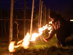 Sachsen: Weinbauern schützen Reben vor spätem Frost