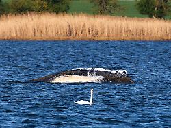 Faszination für Wesen in Ostsee: Psychologe: Gestrandeter Wal ist "Schicksal-Analogie unseres Lebens"