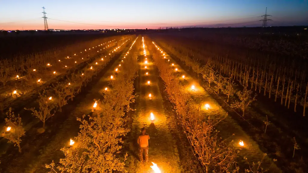 Ein-Mitarbeiter-vom-Obsthof-Hornemann-steht-in-der-Aprikosen-Plantage-unter-deren-Baeumen-Frostschutzkerzen-brennen