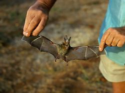 Vorkommen in Ostafrika: Studie: Fledermaus-Coronavirus kann menschliche Zellen infizieren