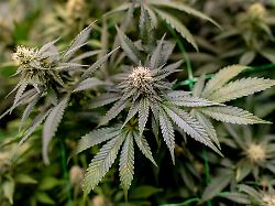 Sachsen-Anhalt: Illegale Cannabis-Plantagen: Polizei nimmt drei Männer fest