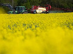 Hessen: Raps als Hoffnungsträger – Bauern wollen Anbau ausweiten