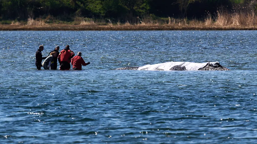 Helfer-sind-direkt-am-festliegenden-Buckelwal-vor-der-Insel-Poel-im-Einsatz-Der-bei-Wismar-vor-drei-Wochen-gestrandete-Buckelwal-liegt-weiterhin-auf-einer-Sandbank-fest-Eine-private-Initiative-versucht-seit-Tagen-den-Wal-zu-retten