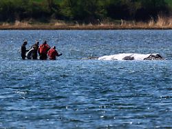 Kritik des Nabu: Wal-Rettung beginnt von vorn - neues Konzept erforderlich