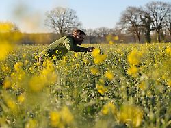 Hamburg & Schleswig-Holstein: Frost und Käfer setzen dem Raps im Norden zu