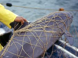 Netze "Todesursache Nummer eins": Die meisten Ostsee-Wale sterben qualvoll und ungesehen