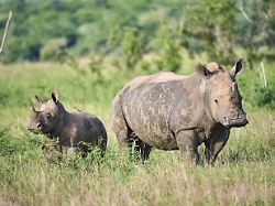 Breitmaulnashorn Ceratotherium Simum Weibchen Und Kalb Eineinhalb Jahre Alt Akagera Nationalpark Ruanda