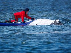 Nordrhein-Westfalen: BUND: Buckelwal-Schicksal Weckruf für den Naturschutz
