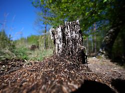 Nordrhein-Westfalen: Wald im Wandel - "Wir bekommen Regenzeit und Trockenzeit"