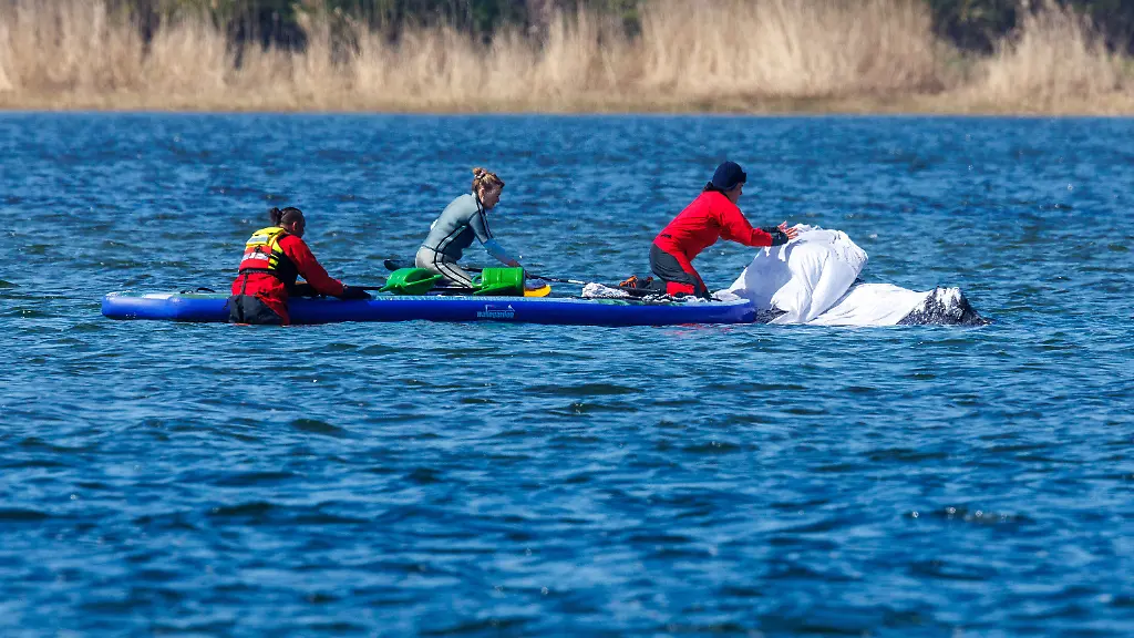 Helfer-verteilen-feuchte-Tuecher-zum-Schutz-der-Haut-auf-dem-Ruecken-des-Buckelwals-vor-der-Insel-Poel-Der-vor-drei-Wochen-bei-Wismar-gestrandete-Buckelwal-liegt-weiterhin-im-Flachwasser-fest-Eine-privaten-Initiative-versucht-seit-Tagen-den-Wal-zu-retten