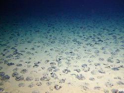 Goldrausch in der Tiefsee?: Warum Staubsauger für den Meeresboden gebaut werden