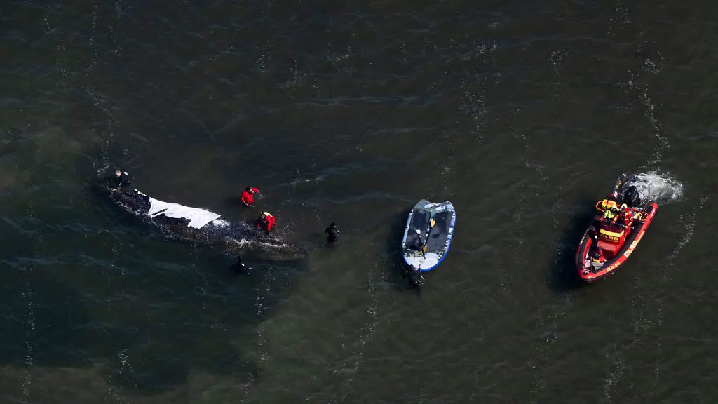 Helfer-stehen-in-direkter-Naehe-zum-Wal-Aufnahme-aus-einem-Flugzeug-Der-vor-drei-Wochen-bei-Wismar-gestrandete-Buckelwal-liegt-weiterhin-im-Flachwasser-fest-Eine-privaten-Initiative-versucht-seit-Tagen-den-Wal-zu-retten