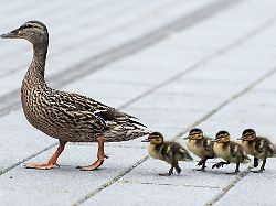 Baden-Württemberg: Mitten im Berufsverkehr: Einsatz für die Enten-Retter