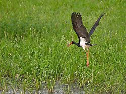 Hessen: Neue Kameras filmen seltene Schwarzstörche im Nationalpark