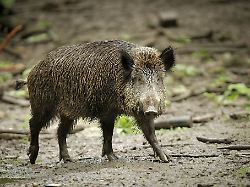 Rheinland-Pfalz & Saarland: 40 Jahre nach Tschernobyl: Kaum noch Wildschweine verseucht