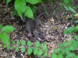 Berlin & Brandenburg: Mehr als 8.700 Einsätze gegen Ratten in Berlin