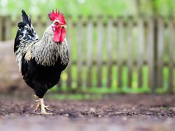 Bayern: Gockel rennt über Straße und verursacht Auffahrunfall