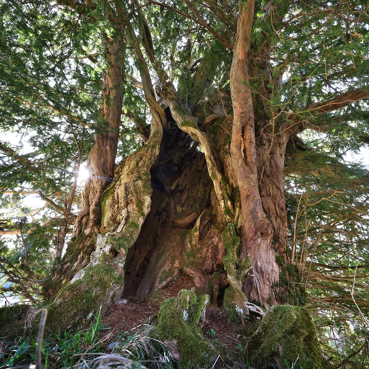 Nationalerbe im Allgu - 1100 Jahre alt: Diese Eibe ist Deutschlands  ltester Baum - Video - ntv