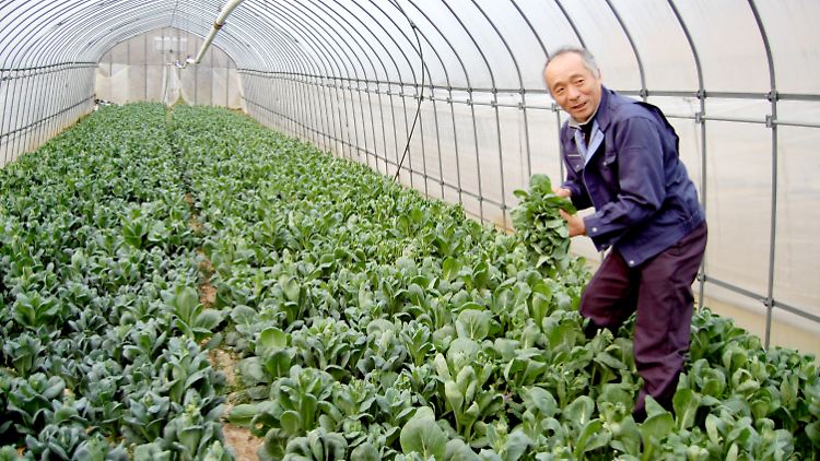 Bauer Hideo Takahashi will in diesem Jahr auf den Anbau von Brokkoli verzichten.