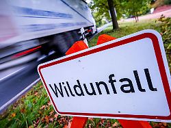 Hamburg & Schleswig-Holstein: Mehr als 20 Wildunfälle in der Nacht im Südosten des Landes