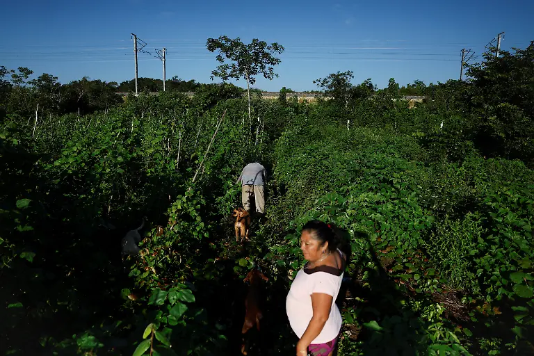 Gustavo-Mo-Cauich-69-harvests-with-his-wife-Matilde-Kinil-Pool-53-in-their-field-a-few-meters-from-the-tracks-of-the-Maya-Train-in-Uh-May-Quintana-Roo-state-Mexico-November-16-2025-Historically-marginalized-Maya-populations-in-Mexico-s-southeast-have-long-faced-high-poverty-rates-and-limited-access-to-services-and-while-the-Mayan-Train-was-promoted-as-a-way-to-bring-development-to-Indigenous-Maya-communities-many-community-activists-say-instead-that-their-forests-have-been-fragmented-communal-lands-eroded-and-traditions-strained-For-many-Maya-the-land-over-which-it-runs-is-their-sacred-inheritance-central-to-their-identity-and-linking-them-to-their-ancestors-REUTERS-Daniel-Becerril-SEARCH-BECERRIL-MAYA-TRAIN-FOR-THIS-STORY-SEARCH-WIDER-IMAGE-FOR-ALL-STORIES