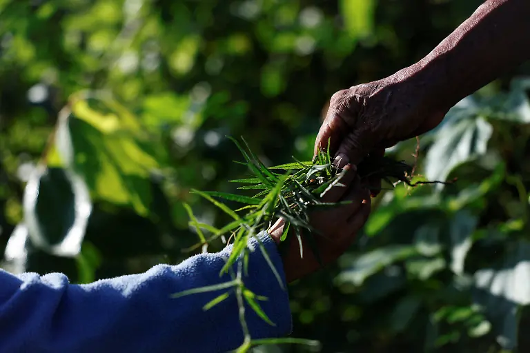 Gustavo-Mo-Cauich-69-hands-herbs-to-his-grandson-Leyner-Jesus-Chan-Kumul-as-they-work-in-their-field-in-Uh-May-Quintana-Roo-state-Mexico-November-16-2025-Historically-marginalized-Maya-populations-in-Mexico-s-southeast-have-long-faced-high-poverty-rates-and-limited-access-to-services-and-while-the-Mayan-Train-was-promoted-as-a-way-to-bring-development-to-Indigenous-Maya-communities-many-community-activists-say-instead-that-their-forests-have-been-fragmented-communal-lands-eroded-and-traditions-strained-For-many-Maya-the-land-over-which-it-runs-is-their-sacred-inheritance-central-to-their-identity-and-linking-them-to-their-ancestors-REUTERS-Daniel-Becerril-SEARCH-BECERRIL-MAYA-TRAIN-FOR-THIS-STORY-SEARCH-WIDER-IMAGE-FOR-ALL-STORIES