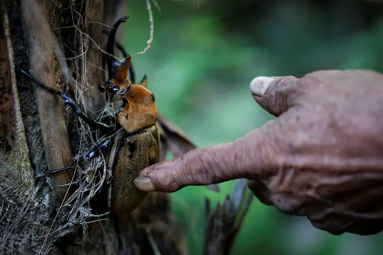 Gustavo-Mo-Cauich-69-touches-an-elephant-beetle-at-his-home-in-the-Maya-community-of-Uh-May-Quintana-Roo-state-Mexico-November-16-2025-Historically-marginalized-Maya-populations-in-Mexico-s-southeast-have-long-faced-high-poverty-rates-and-limited-access-to-services-and-while-the-Mayan-Train-was-promoted-as-a-way-to-bring-development-to-Indigenous-Maya-communities-many-community-activists-say-instead-that-their-forests-have-been-fragmented-communal-lands-eroded-and-traditions-strained-For-many-Maya-the-land-over-which-it-runs-is-their-sacred-inheritance-central-to-their-identity-and-linking-them-to-their-ancestors-REUTERS-Daniel-Becerril-SEARCH-BECERRIL-MAYA-TRAIN-FOR-THIS-STORY-SEARCH-WIDER-IMAGE-FOR-ALL-STORIES