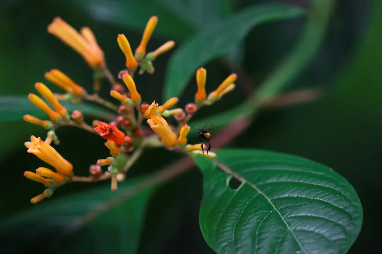 A-wasp-flies-near-a-flower-at-the-Calakmul-archaeological-site-part-of-an-ecological-reserve-and-near-the-Tren-Maya-Hotel-built-by-the-military-and-run-by-a-defense-ministry-agency-in-Calakmul-Campeche-state-Mexico-November-13-2025-The-luxury-hotel-is-one-of-six-along-the-train-route-Government-data-reviewed-by-Reuters-shows-those-properties-averaged-monthly-occupancy-rates-between-5-and-24-most-of-last-year-Nicolas-Moreno-Jimenez-a-50-year-old-beekeeper-and-farmer-whose-family-was-displaced-decades-ago-when-the-government-created-the-Calakmul-reserve-a-UNESCO-World-Heritage-site-intended-to-protect-biodiversity-and-ruins-of-the-once-mighty-Mayan-empire-We-had-been-there-since-1980-said-Moreno-They-removed-us-in-1993-And-now-they-build-hotels-where-we-could-not-even-stay-REUTERS-Daniel-Becerril-SEARCH-BECERRIL-MAYA-TRAIN-FOR-THIS-STORY-SEARCH-WIDER-IMAGE-FOR-ALL-STORIES