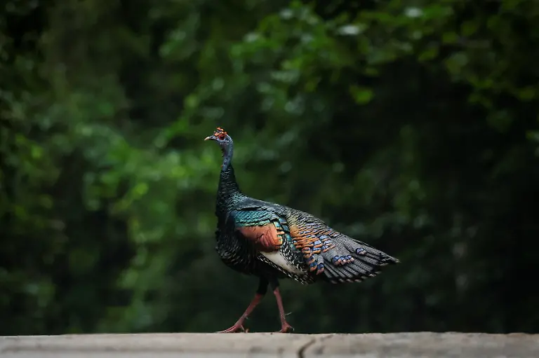 An-ocellated-turkey-crosses-the-driveway-leading-to-the-Tren-Maya-Hotel-built-by-the-Mexican-government-and-operated-by-the-military-in-the-Calakmul-Biosphere-Reserve-in-Calakmul-Campeche-state-Mexico-November-13-2025-The-luxury-hotel-is-one-of-six-along-the-train-route-Government-data-reviewed-by-Reuters-shows-those-properties-averaged-monthly-occupancy-rates-between-5-and-24-most-of-last-year-Nicolas-Moreno-Jimenez-a-50-year-old-beekeeper-and-farmer-whose-family-was-displaced-decades-ago-when-the-government-created-the-Calakmul-reserve-a-UNESCO-World-Heritage-site-intended-to-protect-biodiversity-and-ruins-of-the-once-mighty-Mayan-empire-We-had-been-there-since-1980-said-Moreno-They-removed-us-in-1993-And-now-they-build-hotels-where-we-could-not-even-stay-REUTERS-Daniel-Becerril-SEARCH-BECERRIL-MAYA-TRAIN-FOR-THIS-STORY-SEARCH-WIDER-IMAGE-FOR-ALL-STORIES