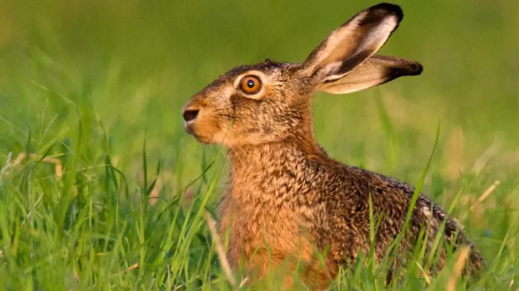 Ein-Feldhase-hockt-auf-einem-Feld