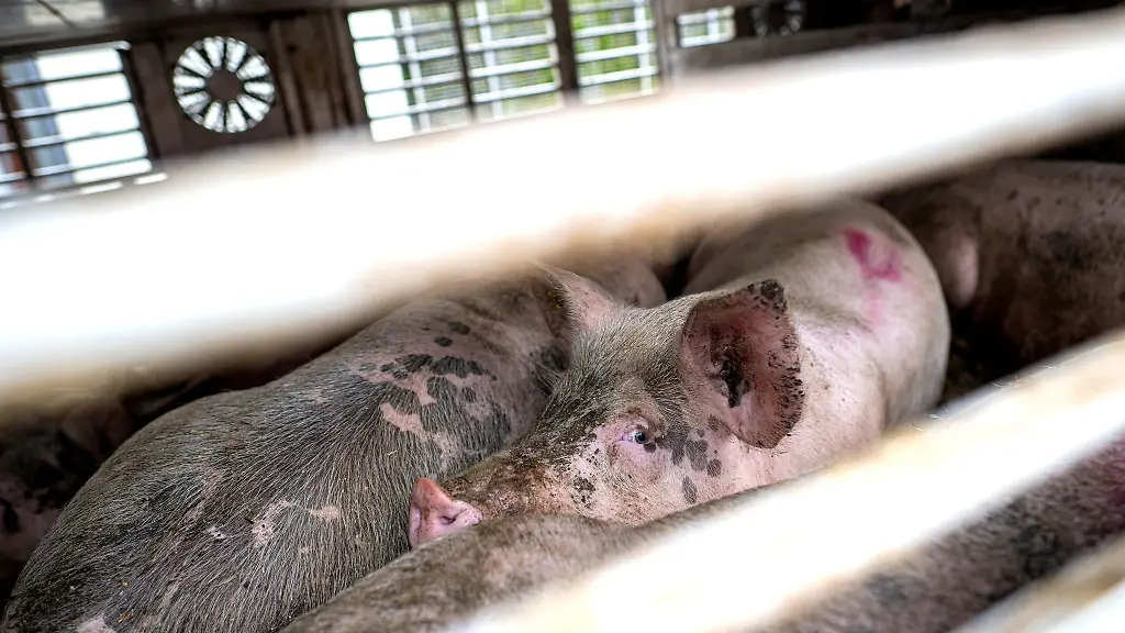 Der-neue-Bussgeldkatalog-soll-fuer-ein-einheitliches-Vorgehen-der-Veterinaeraemter-gegen-Verstoesse-bei-Tiertransporten-sorgen