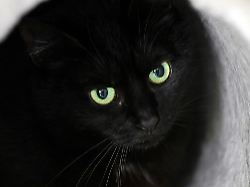 Sachsen-Anhalt: Katze von Tierfalle verletzt – Polizei ermittelt